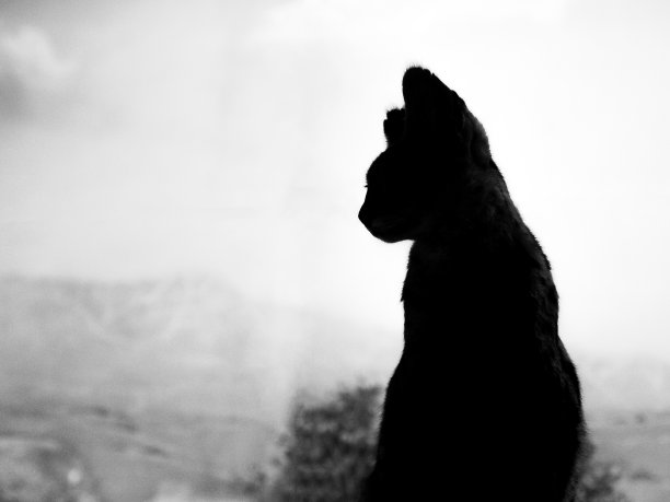 白色背景上一只猫的剪影。薮猫轮廓。非洲的动物。图片下载