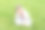 教育播客。让它发生。在户外放松的时候听听音乐。小女孩喜欢音乐，绿草如茵。愉快的时间。儿童耳机听音乐。酷女孩戴着耳机听音乐图片下载