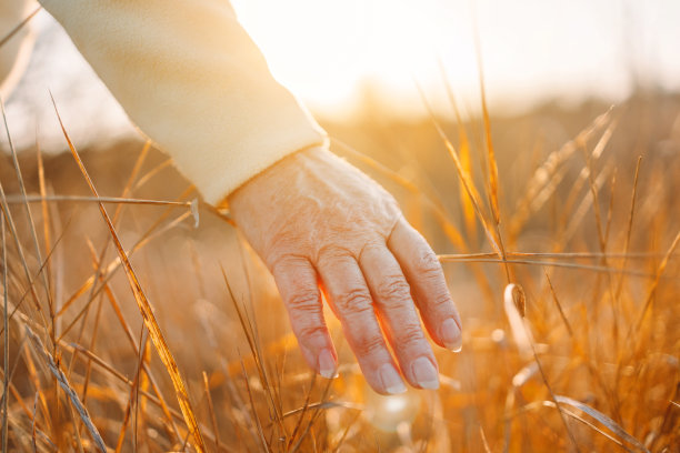 在美丽的晚霞中，女人的手触摸着成熟的金色草叶。有选择性的重点。浅景深。图片下载