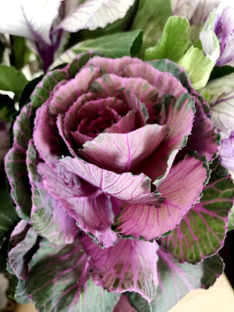 美丽的卷心菜花的特写图片下载