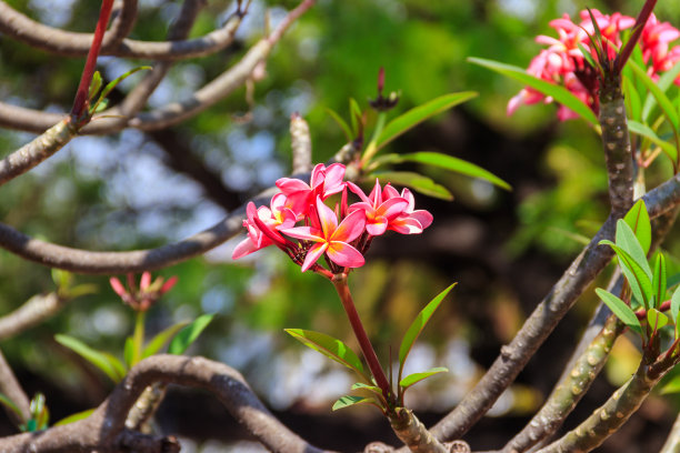 美丽盛开的鸡蛋花树，又名鸡蛋花和寺庙树图片下载