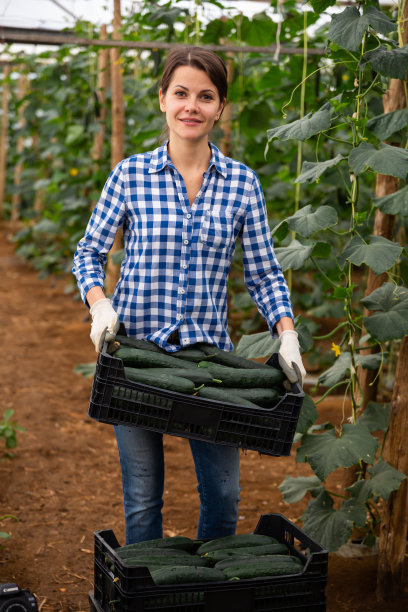 在温室里，一个女人扛着装满黄瓜的盒子图片下载