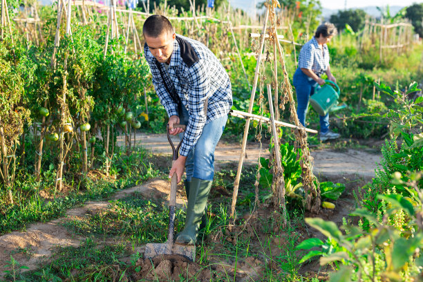 男园丁在菜园里挖土图片下载