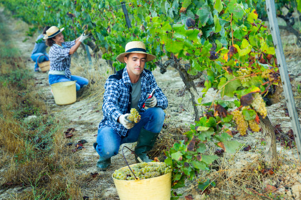年轻人在葡萄园里采摘成熟的白葡萄图片下载