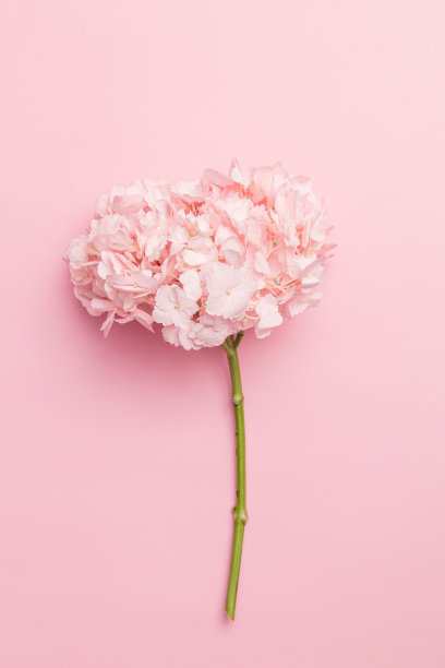 美丽的春天花粉红色的背景，绣球框架单色组成图片下载