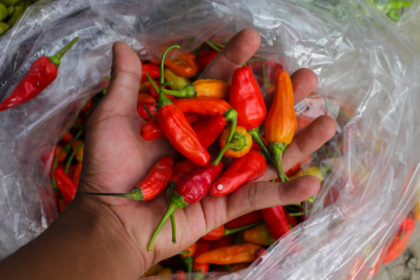 一串小辣椒，或者叫cabai rawit merah，是印尼当地农民刚从花园里收获的图片下载