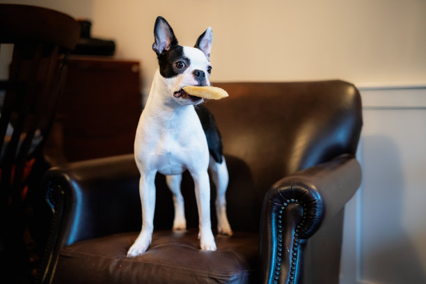波士顿梗犬警惕地站在棕色皮革复古风格的椅子上。她嘴里有只牦牛在嚼东西。她身材苗条，体格健壮。图片下载