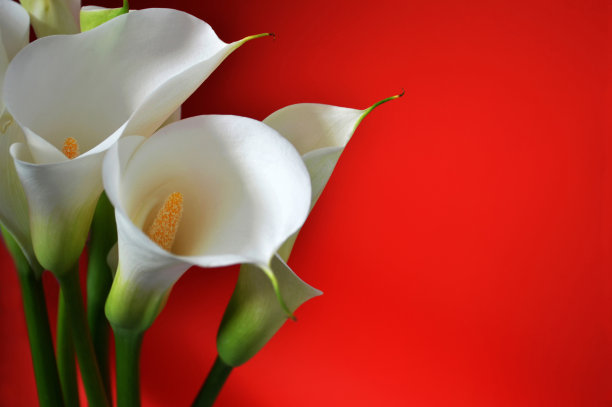情人节卡片与白色马蹄莲在红色的背景与复制空间图片下载