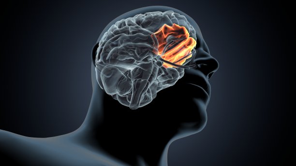 大脑额下回解剖。3d插图图片下载