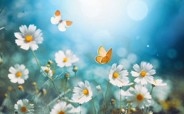 美丽的田园形象，春天的早晨在大自然与雏菊和蝴蝶。图片下载