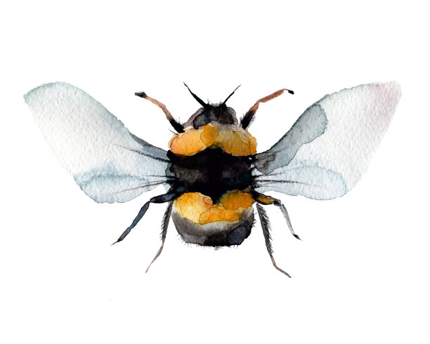 水彩的蜜蜂、大黄蜂。图片下载