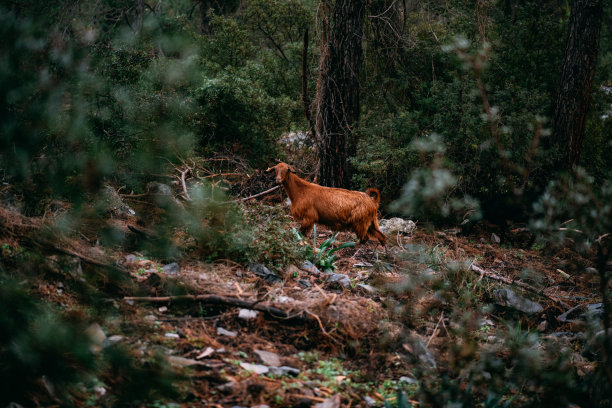 森林里的山羊图片下载