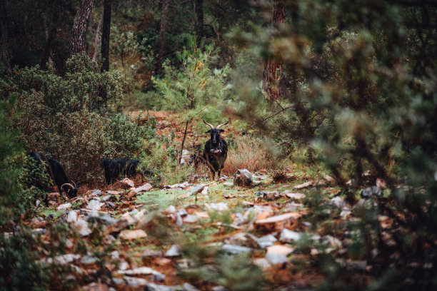 森林里的山羊图片下载