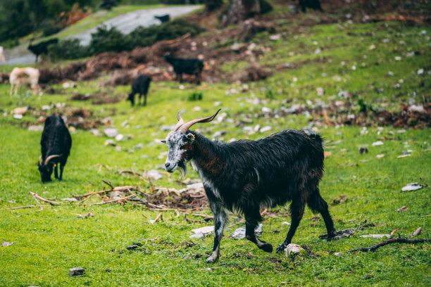 山羊群图片下载