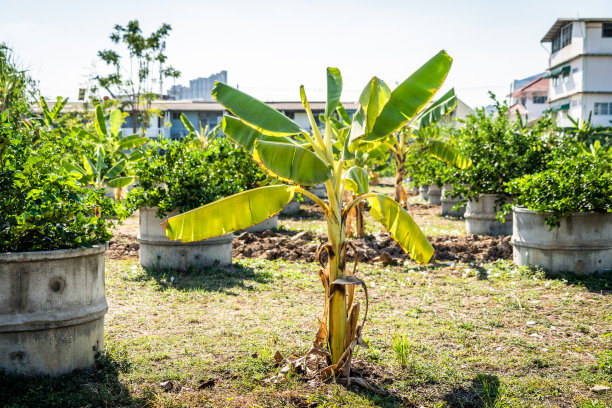农场上的香蕉树图片下载