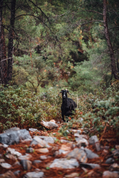 森林里的山羊图片下载
