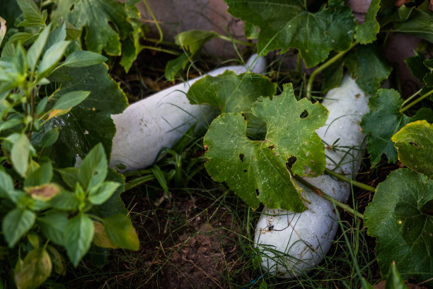 大型有机蔬菜种植图片下载