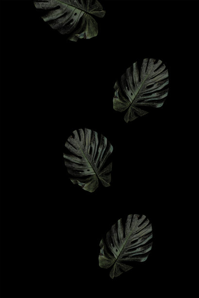 绿色的叶子落在黑色的背景上。空间的文本。垂直的。图片下载