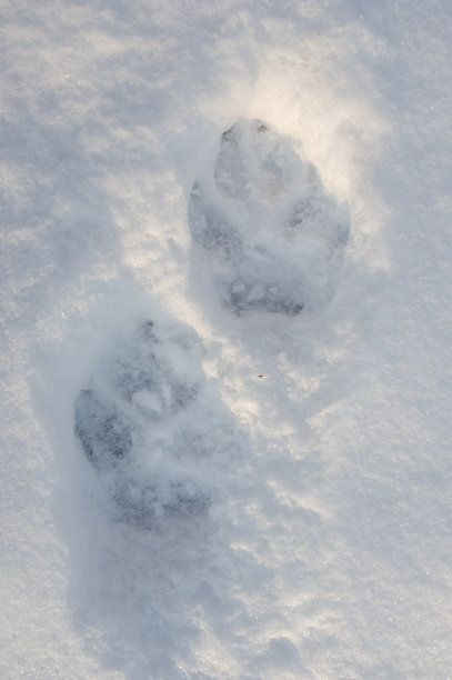 灰太狼在雪地上留下了脚印。喀尔巴阡山脉，波兰。图片下载