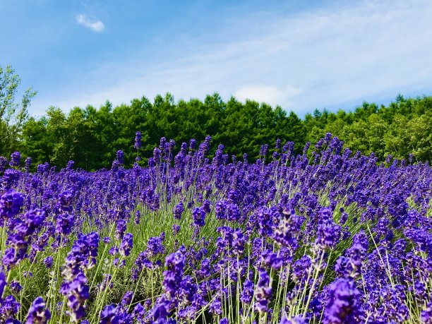 薰衣草图片下载