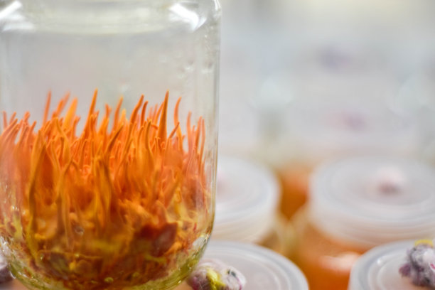 蛹虫草在玻璃瓶培养基上光照培养2周。图片下载