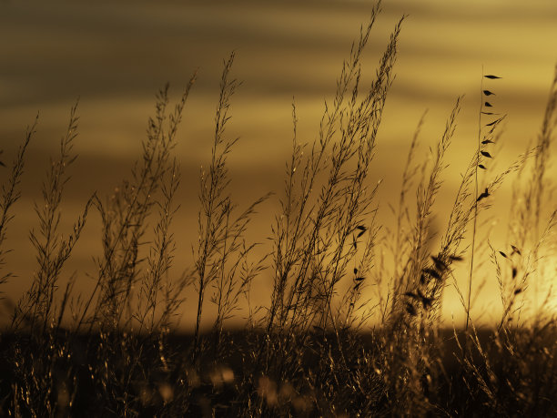 日落时分草的剪影特写图片下载