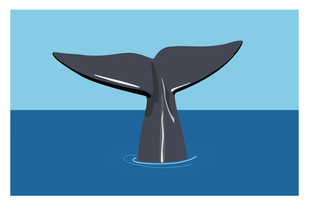 鲸鱼的尾巴露出水面。动物,鲸类。平面插画风格。图片下载