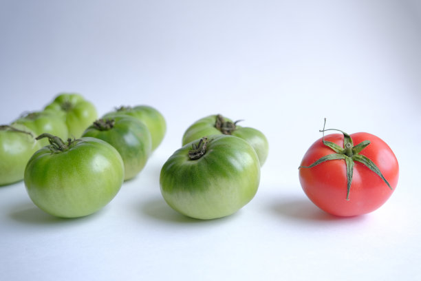 成功的概念。绿番茄中有一个红番茄。领导力，独特性，与众不同，商业成功。图片下载