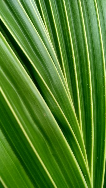 椰子绿叶图案背景图片下载