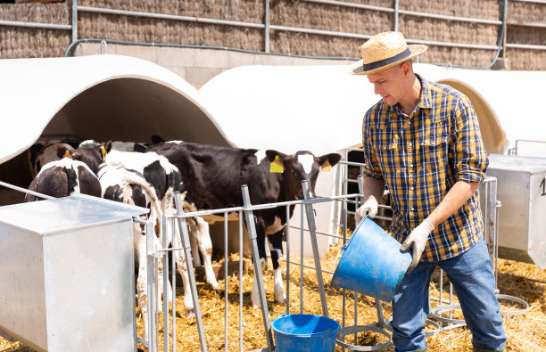 男性农场工人给小牛喂水图片下载