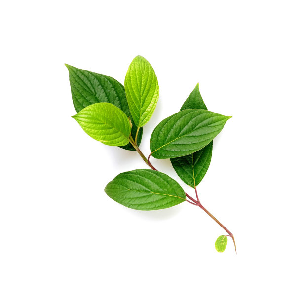 树枝形状美丽，嫩绿多汁的嫩叶。图片下载