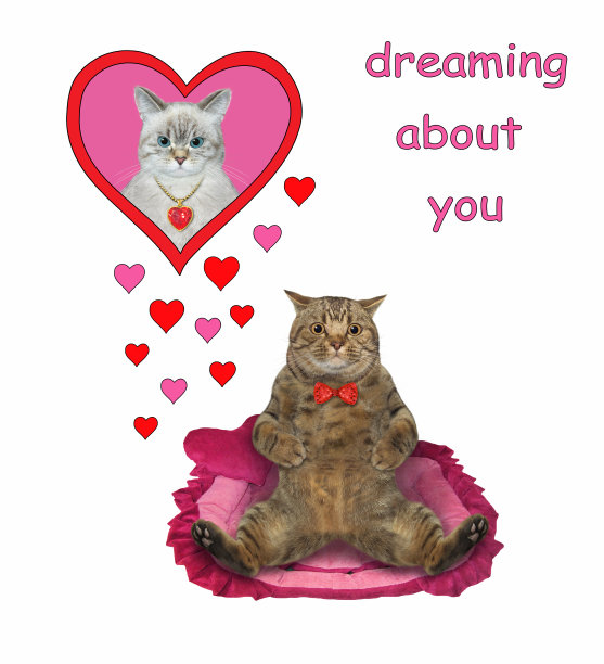 梦见爱人的猫图片下载