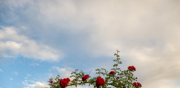 美丽的玫瑰红色的花朵，光滑的绿色的叶子在蓝色多云的天空和阳光下灌木的树枝。红玫瑰的花朵映衬着晴朗的天空图片下载