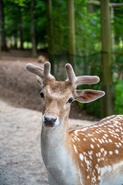 在动物公园里，一只小鹿和游客站在一起吃东西的特写镜头图片下载