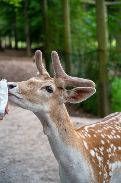 在动物公园里，一只小鹿和游客站在一起吃东西的特写镜头图片下载