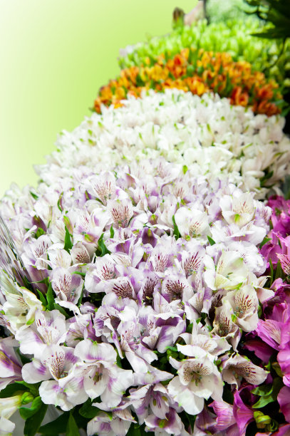 丰富多彩的alstroemeria花。花店里的一大束五彩斑斓的美菊花是作为礼品背景出售的图片下载