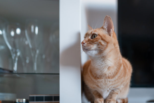 一件家具上有一只绿色眼睛的棕色虎斑猫图片下载