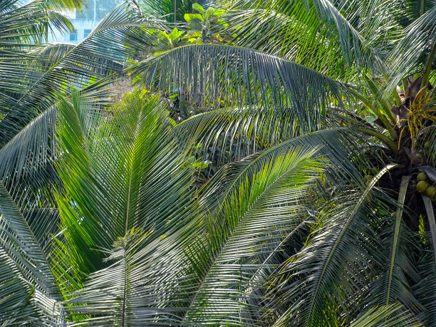 椰子树林图片下载