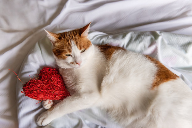 家猫金格躺在白色的床上，抱着一颗红心。节日的明信片。宠物收容所。图片下载