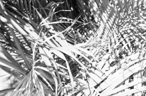 棕榈树的阴影图片下载