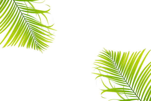 概念纹理叶子抽象绿色自然背景热带叶子椰子孤立在白色背景图片下载