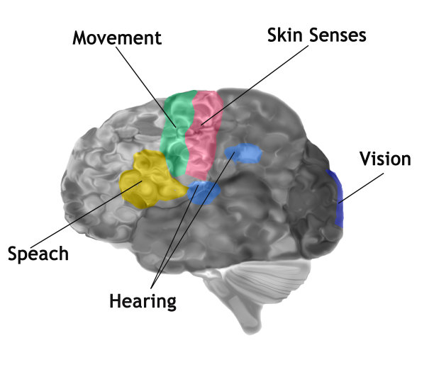 有感觉和运动功能标记的人脑图片下载