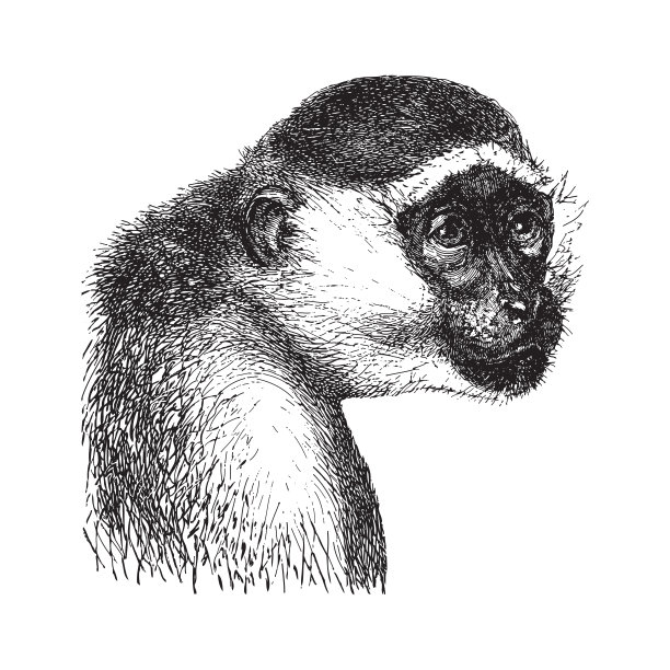 绿色的猴子或沙巴伊乌斯猴子(红猴)-复古插画图片下载