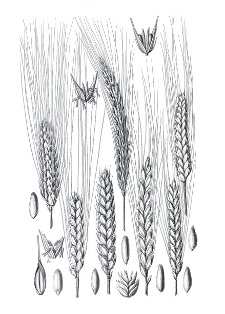 谷物收藏。不同类型的谷物。有机面粉和种子。手绘插图。有机产品。无谷蛋白颗粒。基本的食物。图片下载