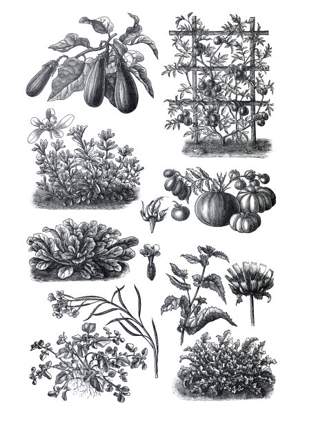 蔬菜收集，有机番茄，番茄植物，维勒兰，洋白菜，胡萝卜，生姜，蘑菇，黄瓜，白菜，土豆等手绘插图饲料植物。图片下载