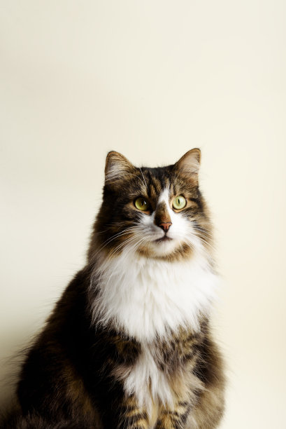 可爱的家猫在米色的背景。图片下载