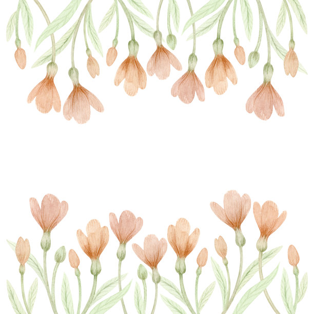 水彩横幅与粉红色番红花孤立在白色背景。图片下载