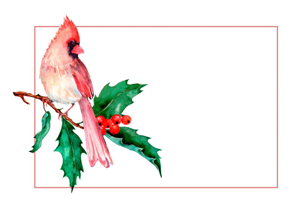 圣诞节冬天框架。红雀站在冬青枝上。绿色的叶子，红色的浆果，冬青枝手绘水彩画在白色的背景上。图片下载