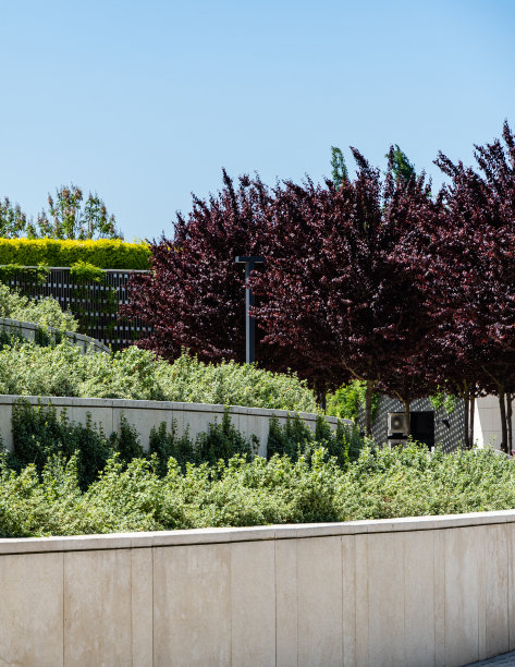 在克拉斯诺达尔公园或加利西亚公园的公共景观城市公园中，带有常绿植物的弯曲混凝土露台。特写镜头。石斛在上层平台开花。左紫的毕沙李。图片下载