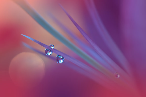 美丽宁静的自然背景。神奇的春天花朵的微距镜头。艺术设计。近距离摄影。概念抽象的照片。幻想的艺术。创意艺术墙纸。紫罗兰的颜色。非洲菊Daisy.Colorful、颜色、植物。水drop.Romantic,爱。图片下载